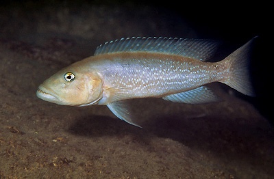 Lepidiolamprologus profundicola 'Namansi'